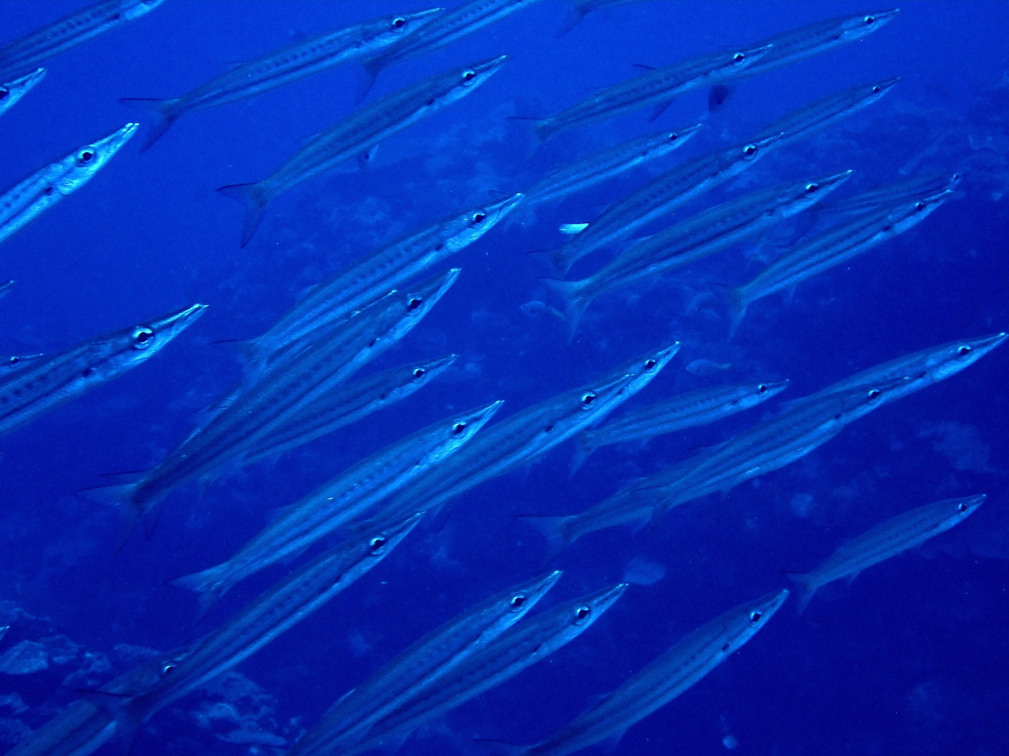 528115345_3641028269362001_7722459054368525893_n