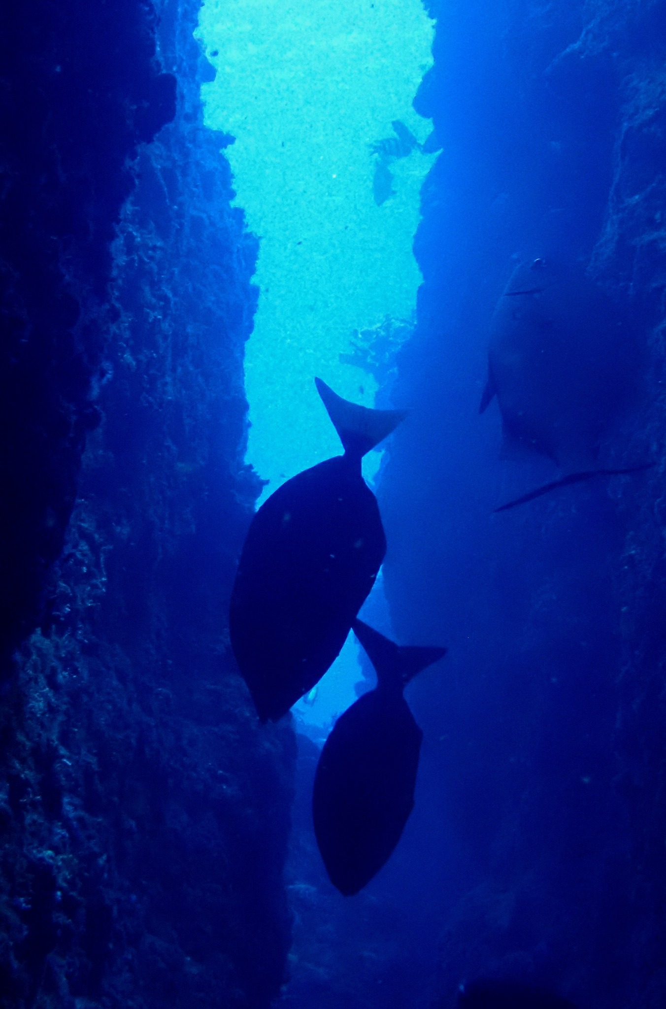 528686923_3648000308664797_2787868426204753307_n