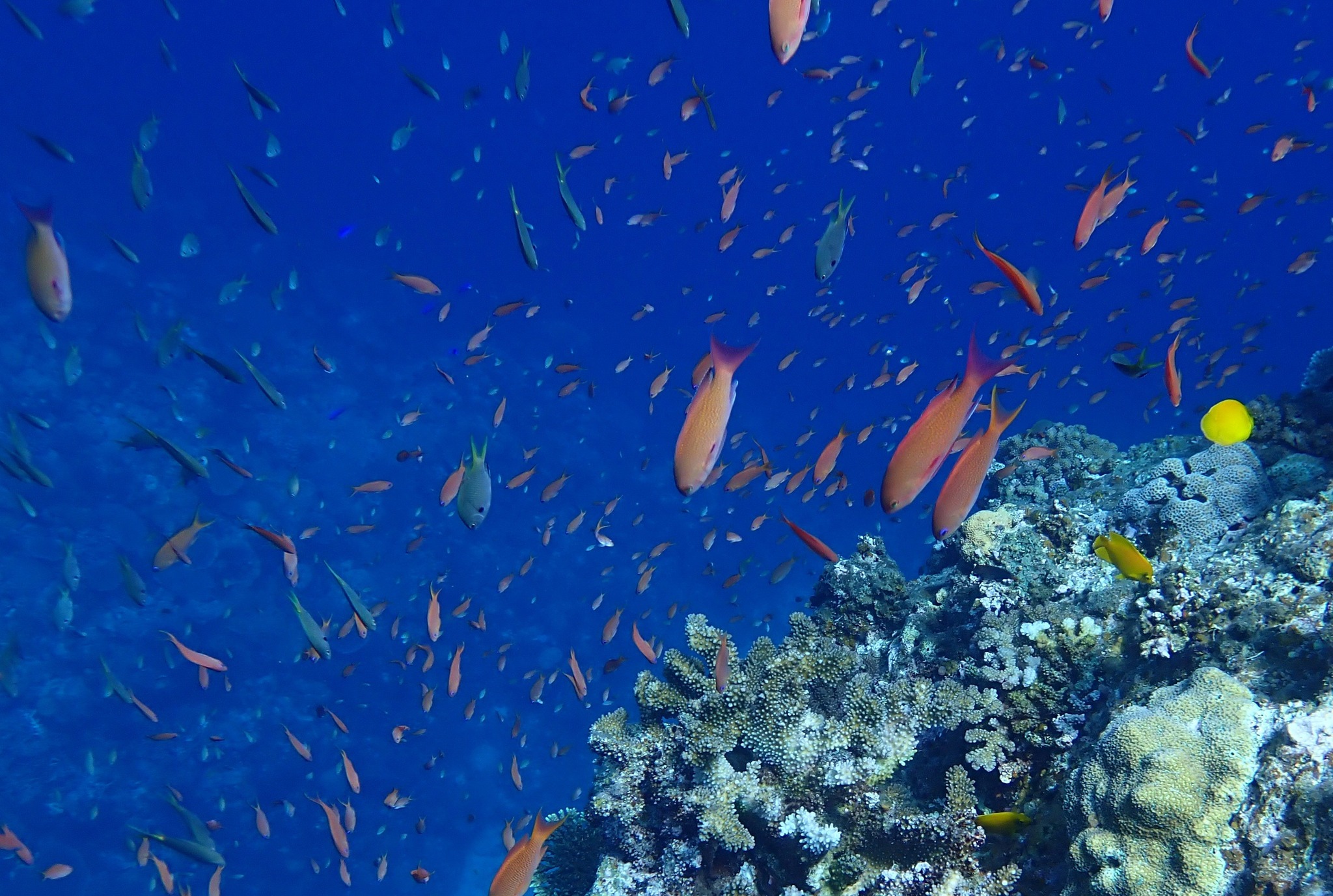 529772896_3648000228664805_3651205671609801960_n