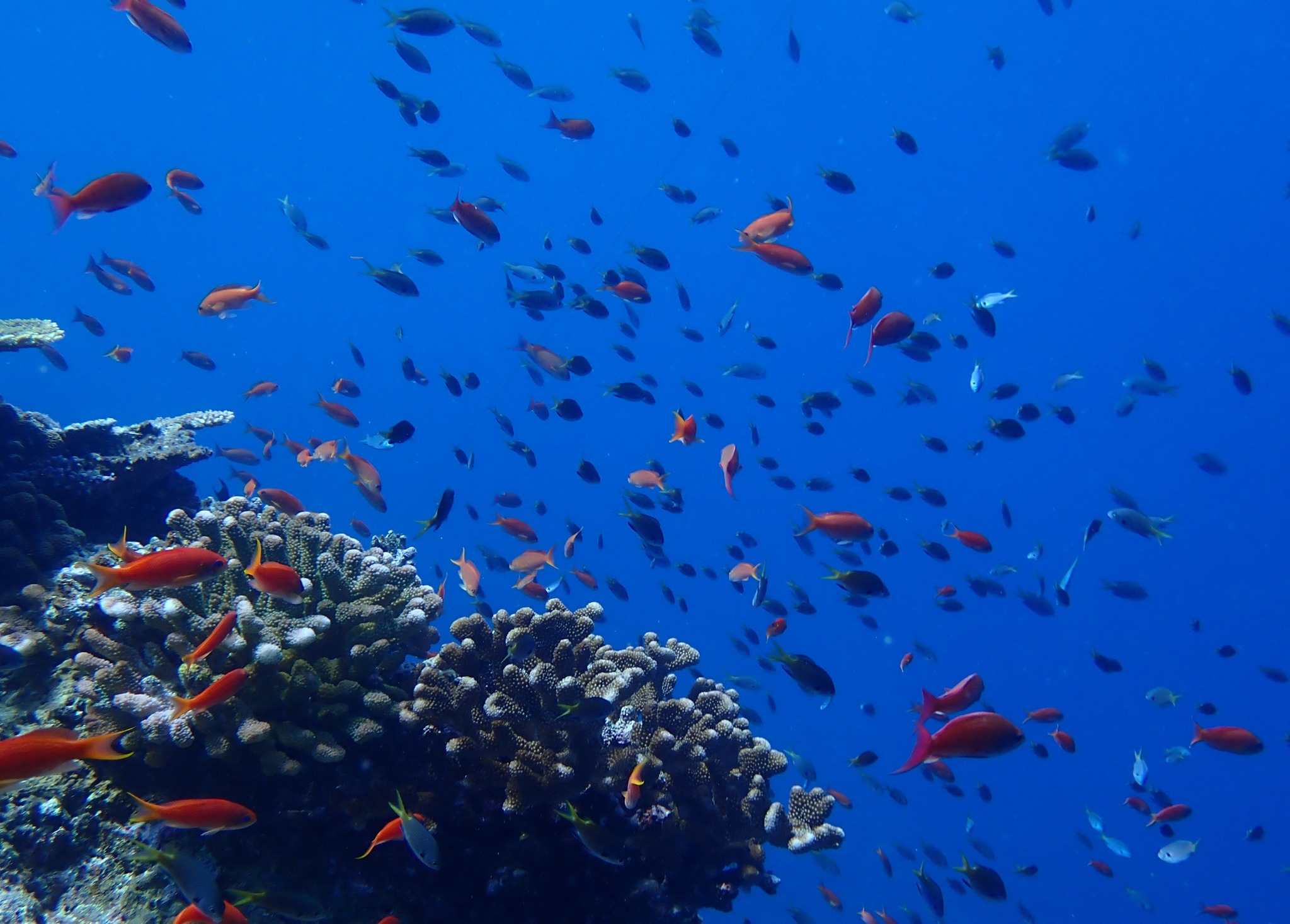 530399125_3647999908664837_6067748812519480739_n (1)