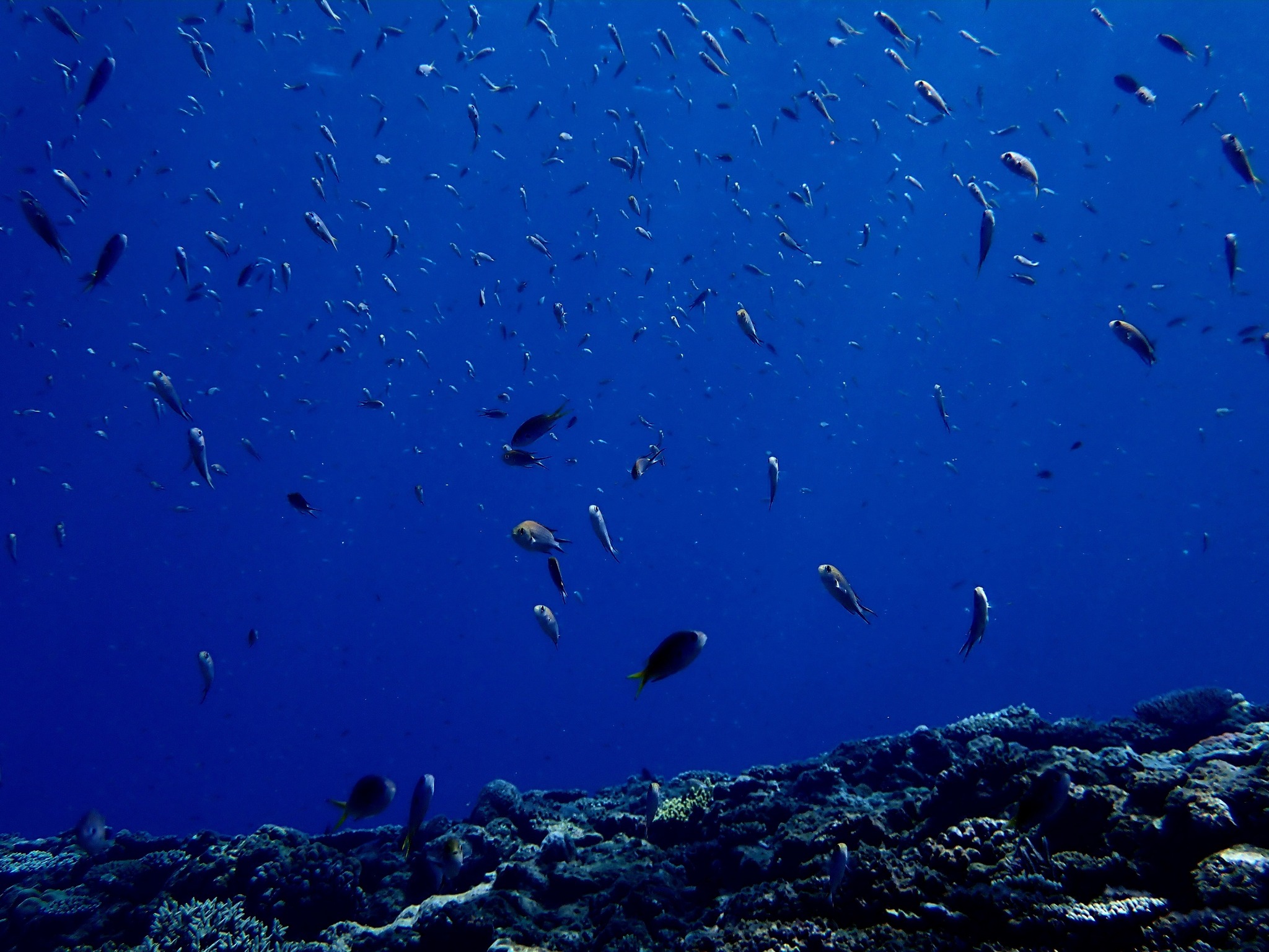 531553650_3651426318322196_4803214493046533955_n