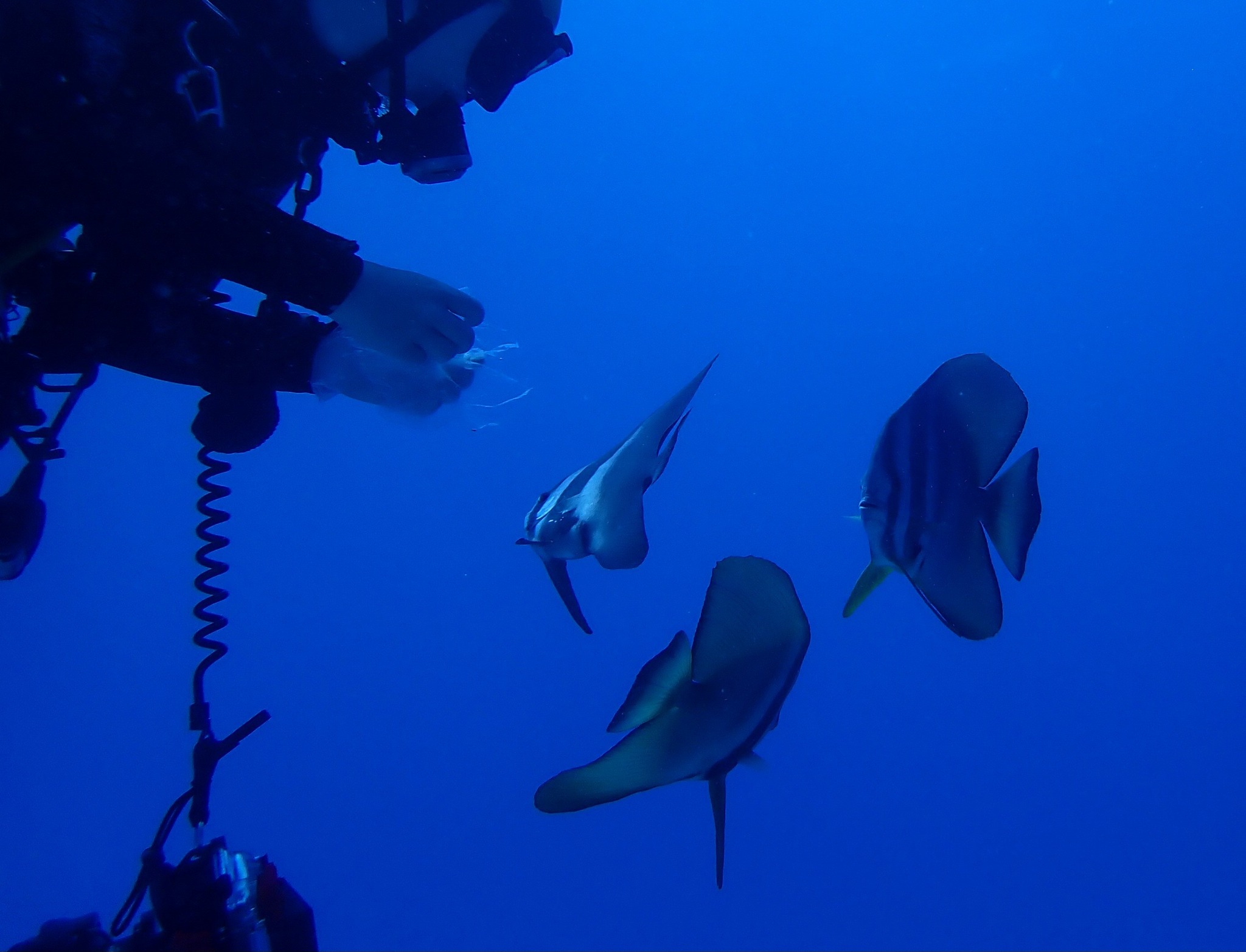 533523210_3653988154732679_6849820258475937052_n