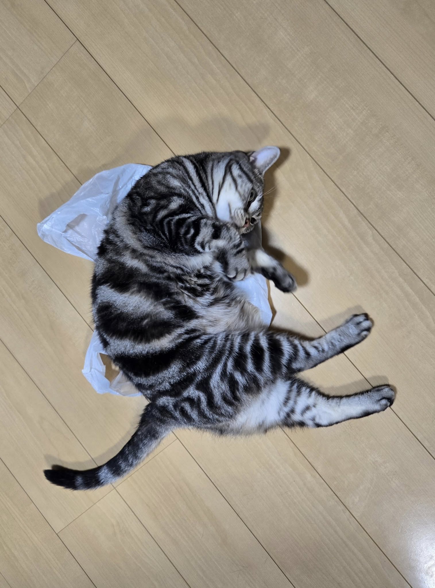 535196543_3657266921071469_3790206694298112747_n