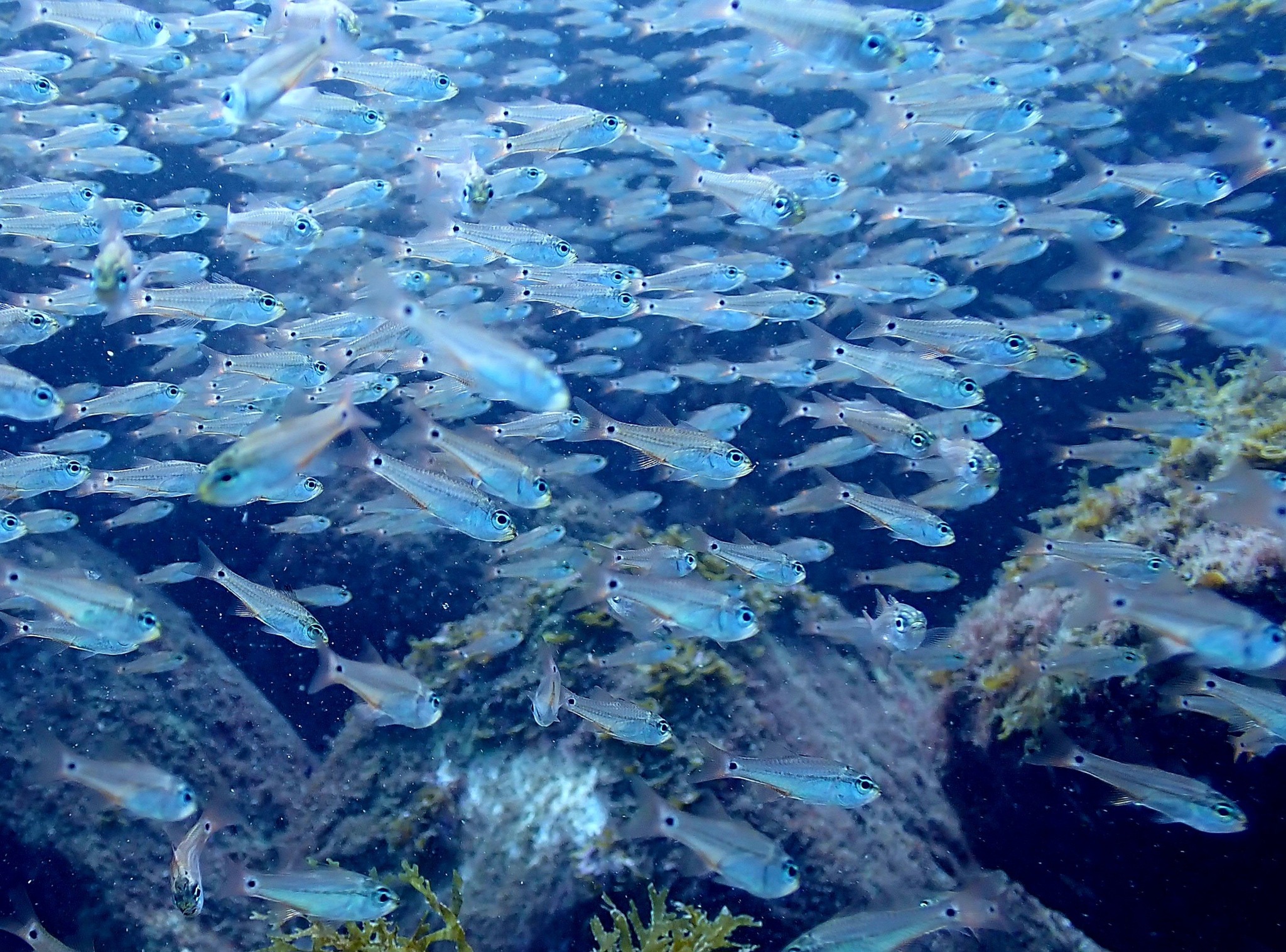 547396746_3688599001271594_135118535979390577_n