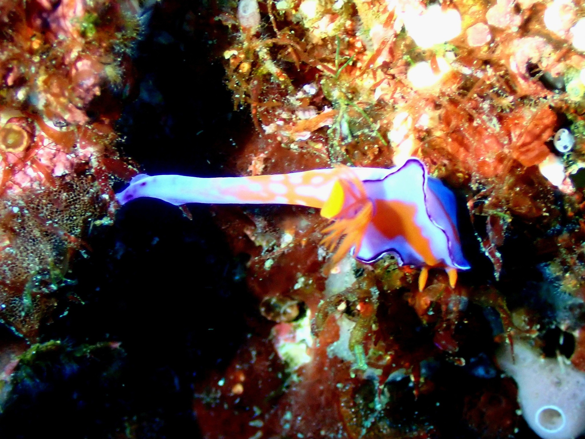 547688037_3688599127938248_2668063149979371965_n