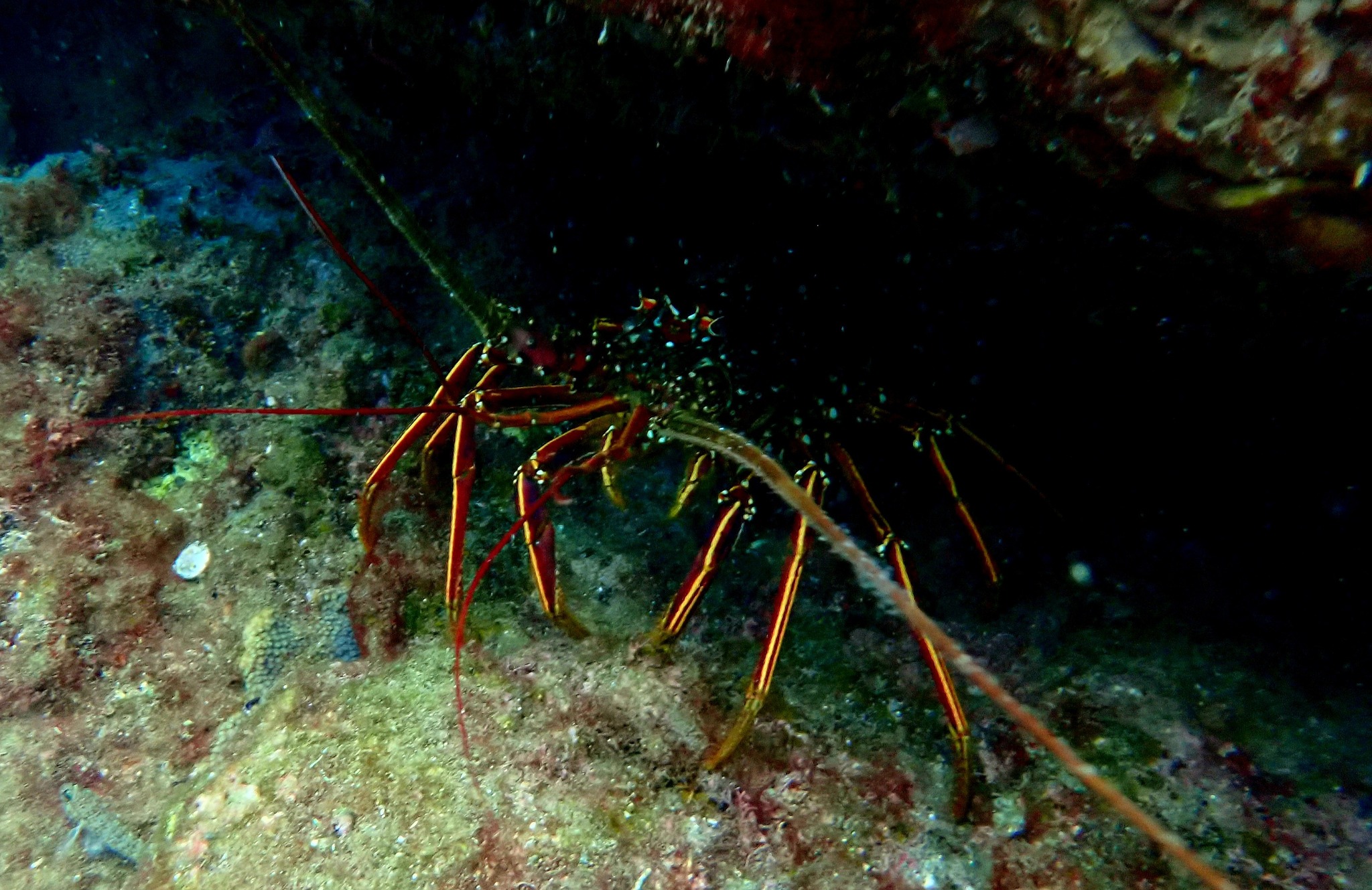 554964643_3703692519762242_2680562780432694004_n