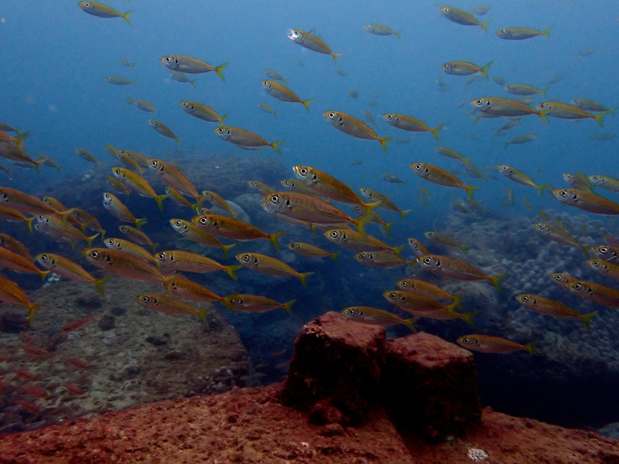 555694819_3703692253095602_7532213646374510616_n