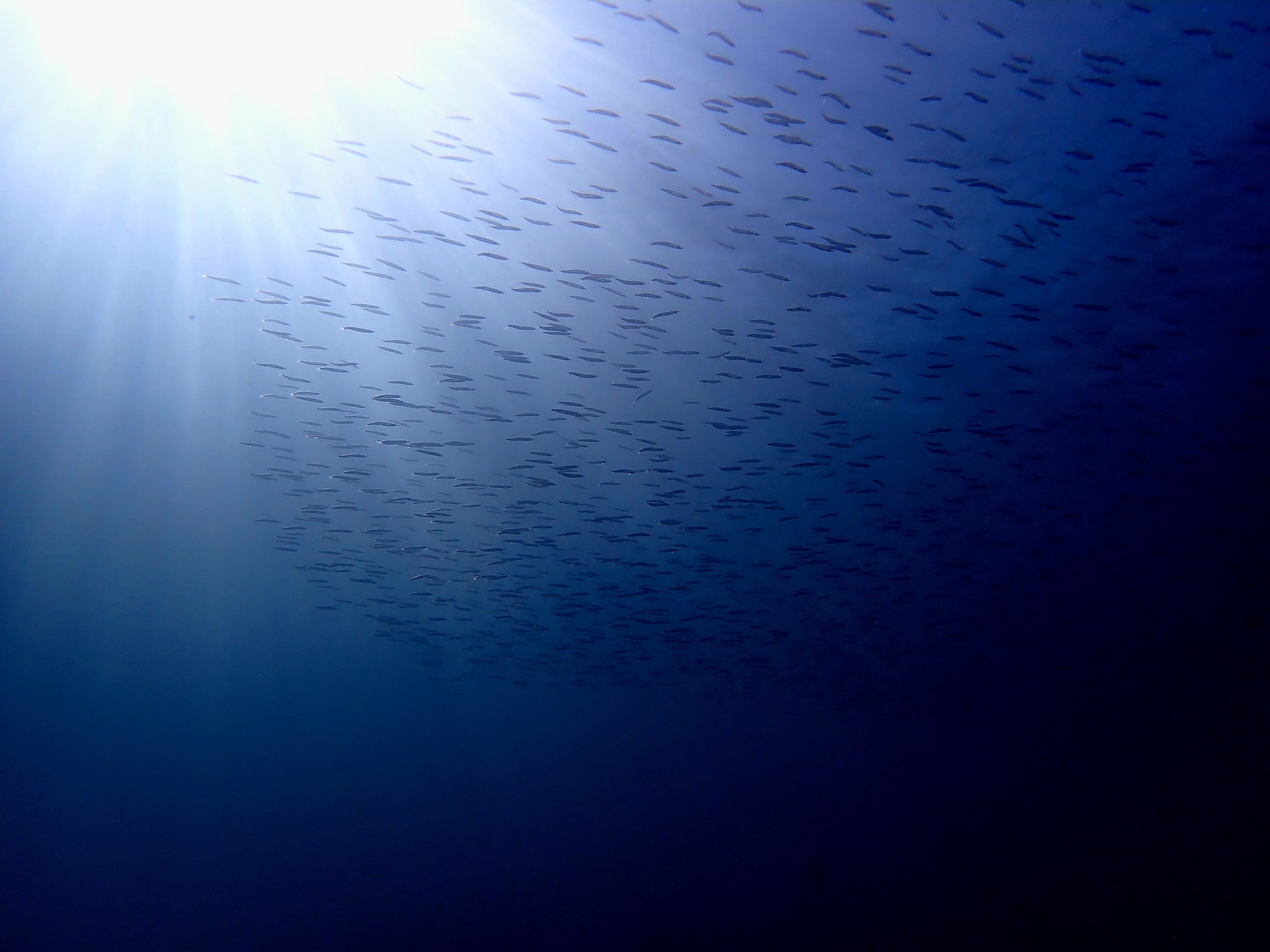 558210260_3721710857960408_8068833659068002570_n