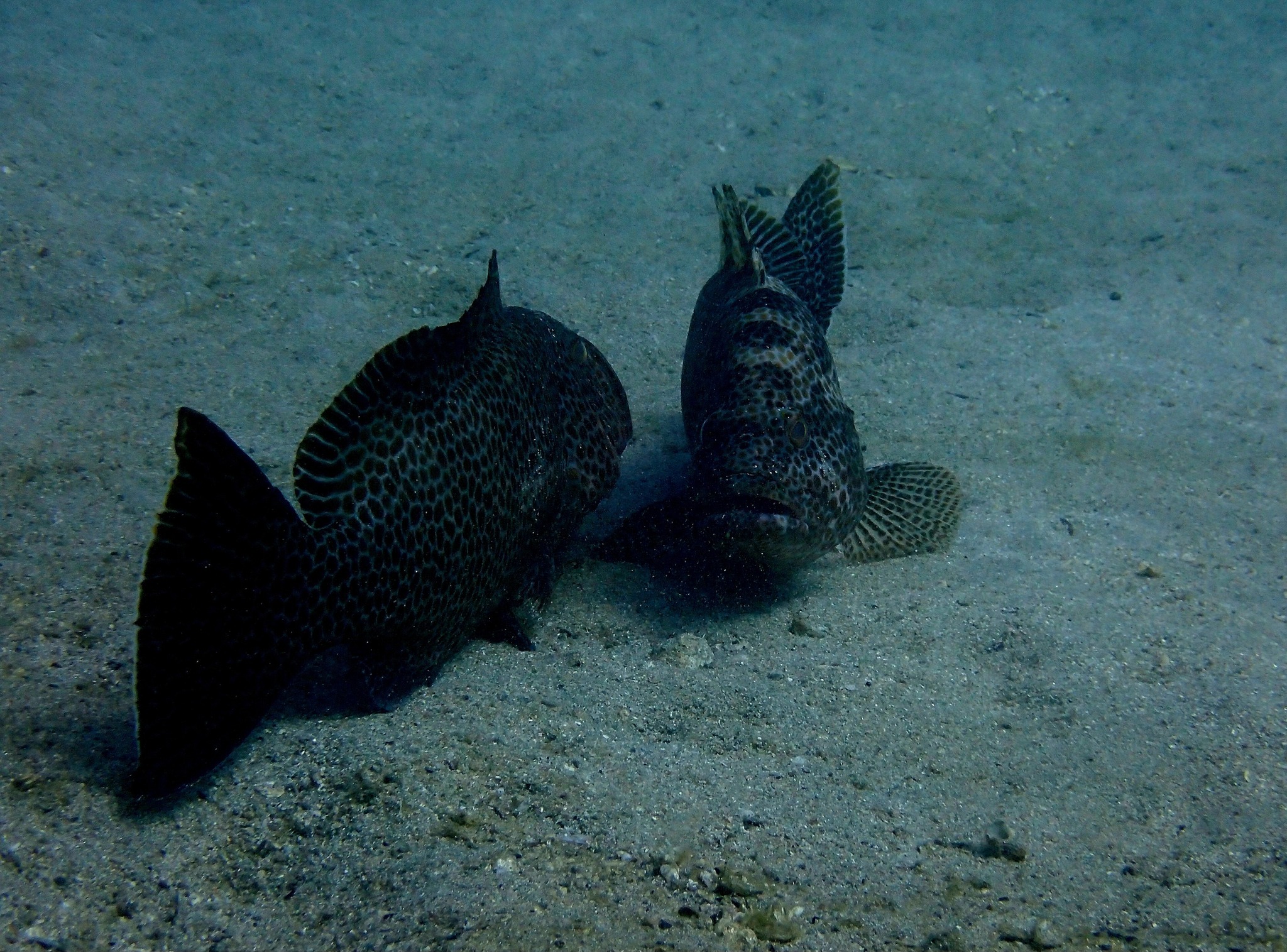 558905231_3721711001293727_8003295166178007916_n