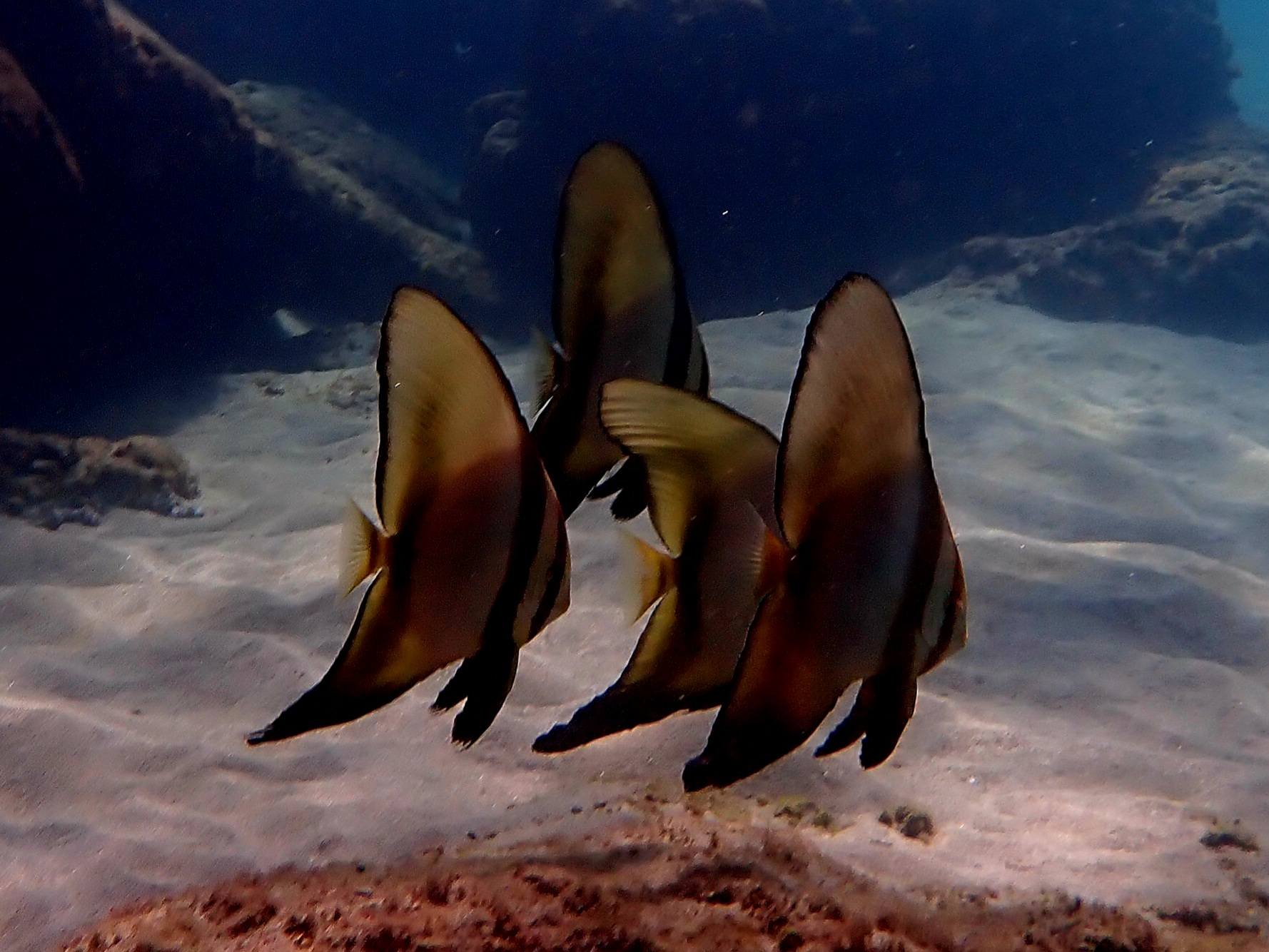 560275662_3721710371293790_5890574418155741326_n