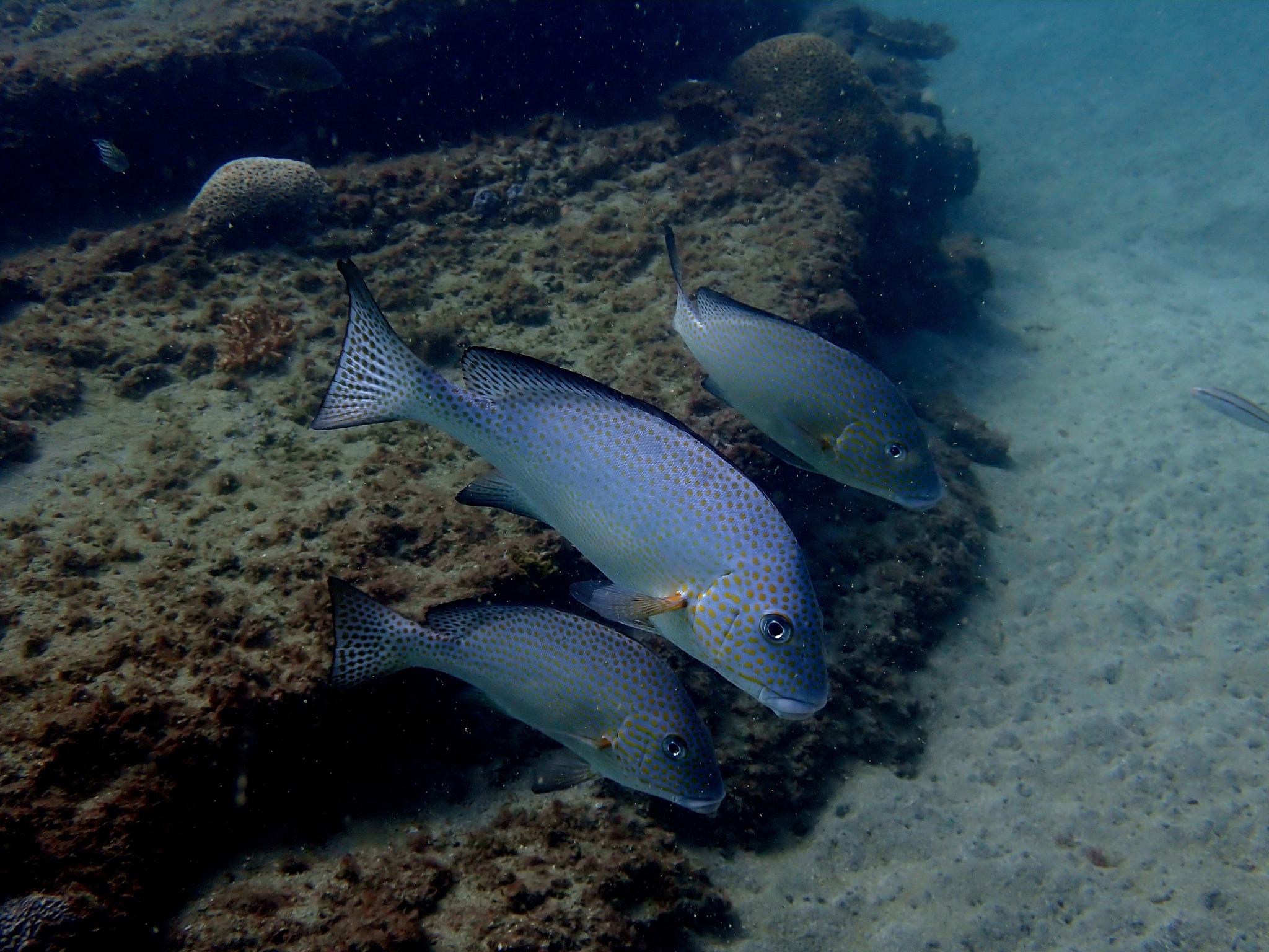 560313127_3721718044626356_301399244932109644_n