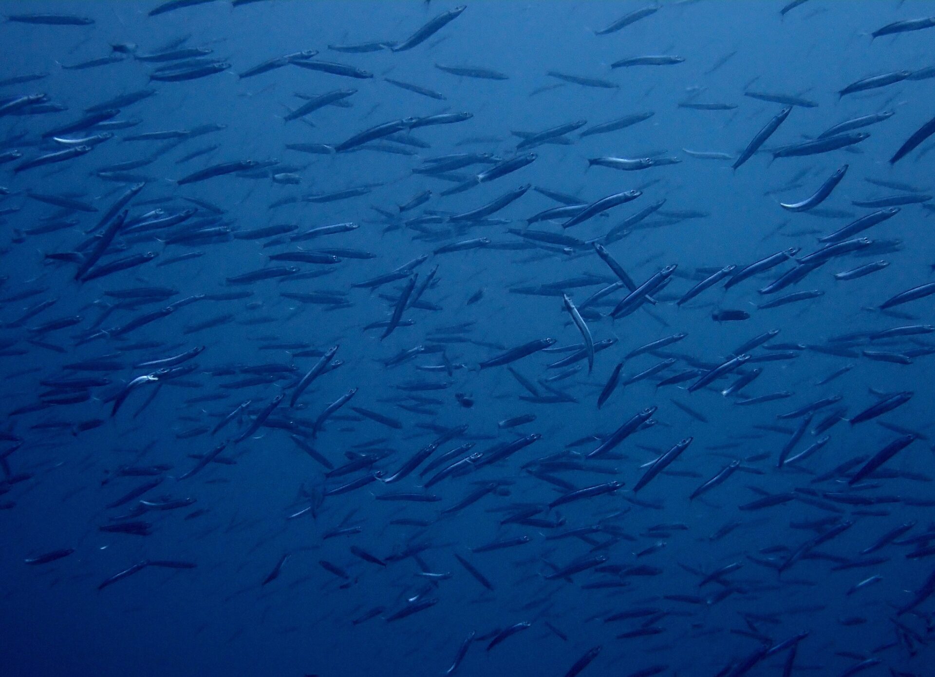 577971680_3756104164521077_6064785616496887594_n