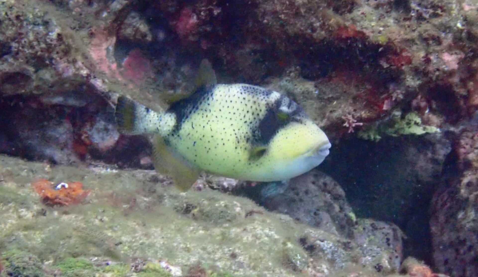 Messenger_creation_C5132420-FB9E-41F6-8F3F-8A7B9BFAF855